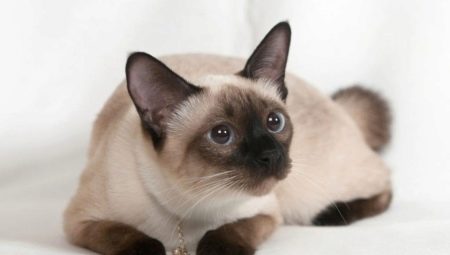 Choosing a name for Siamese cats