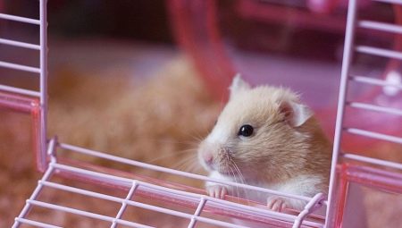 Choosing a filler for hamsters