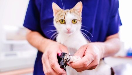 Choosing scissors for clipping claws in cats