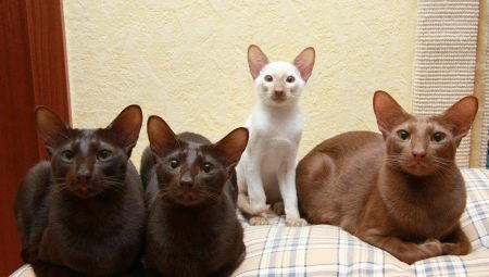 Java cat: how it looks and how to care for it?