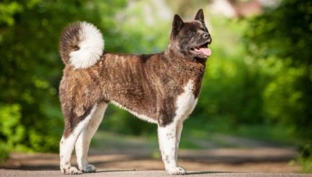 American Akita: description and content of the breed