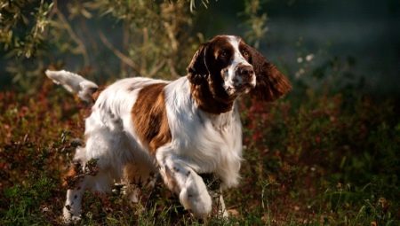 English Springer Spaniel: Characteristics of the Breed and Cultivation