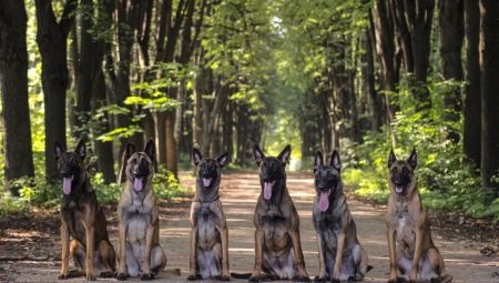 Belgian Shepherd Dog: features, types and content