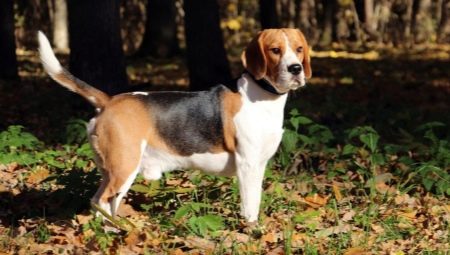 Beagle: description of the breed and features of care