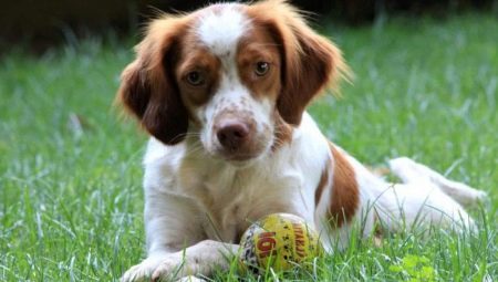 Breton epanol: breed description and cultivation