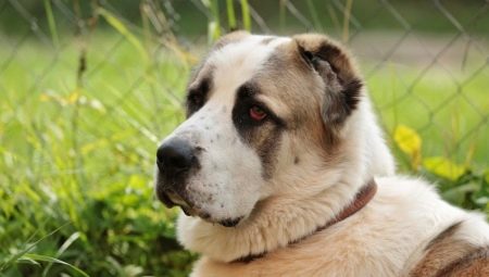 What and how to feed alabay?