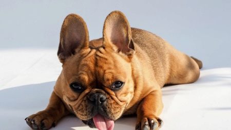 What and how to feed the French bulldog?