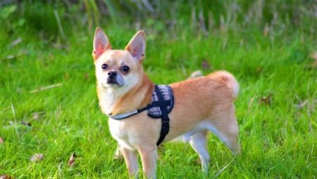 How to feed a chihuahua?