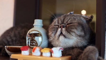 What to feed the Scottish cats?