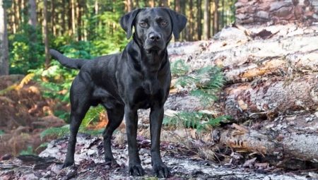Black Labradors: description, character, content and list of names
