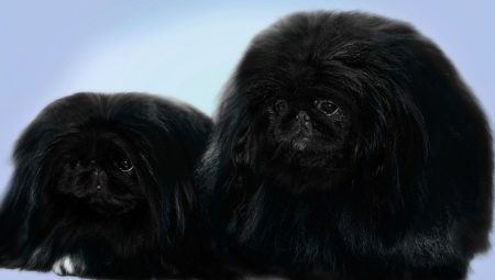Black Pekingese: color and care