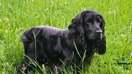 Black Spaniels: description, care and a list of nicknames