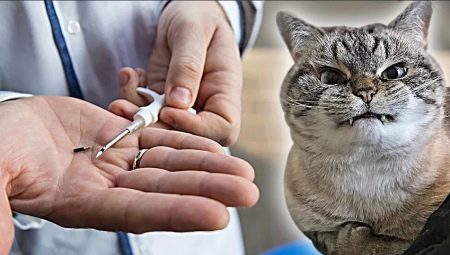 Chipping cats: what is it and what is it for?