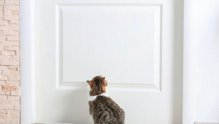What to do so that the cats do not mark the front door?