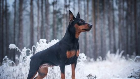 Miniature Pinchers: Description, Character, Choice and Care