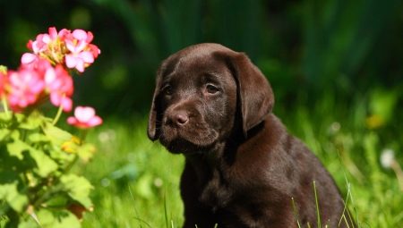 Training and education Labrador