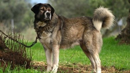 Greek Shepherd Dogs: Dog Breed Description and Conditions