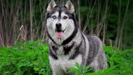 Husky with different eyes