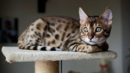 History of the domestication of cats