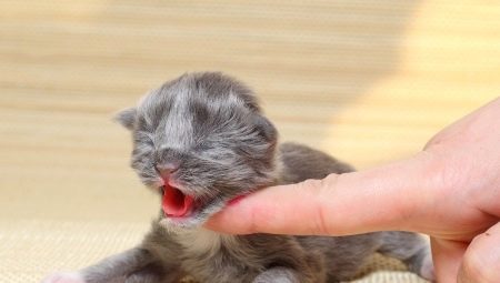 How and what to feed a newborn kitten?
