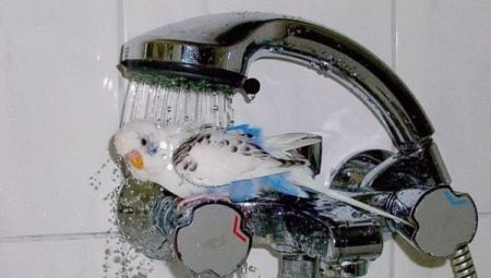 How to bathe a wavy parrot?