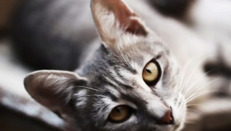 How to call a cat or a cat?