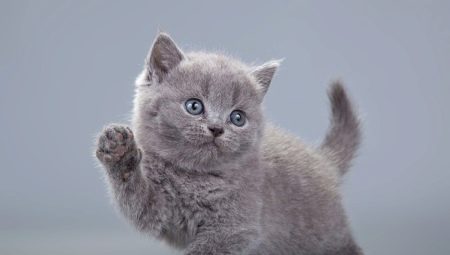 How to name a gray kitten: a list of names for cats and cats