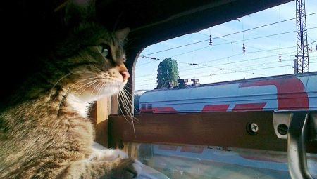How to transport cats in a train?