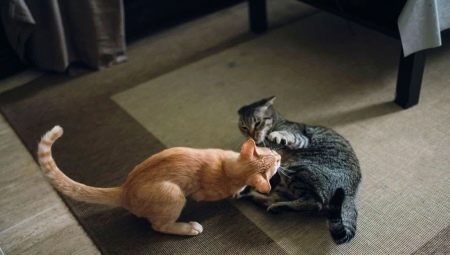 How to make friends between cats in the apartment?
