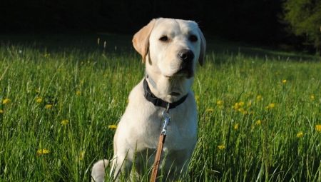 How to care for a Labrador?