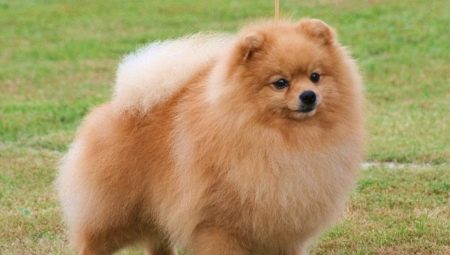 How at home to cut the claws Spitz?