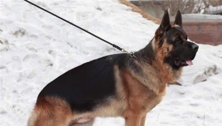 What do Chinese shepherds look like and how to keep them?