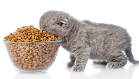 What is the rate of feed for a kitten a day?