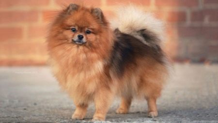 Dwarf Spitz: description of the breed, pros and cons, content