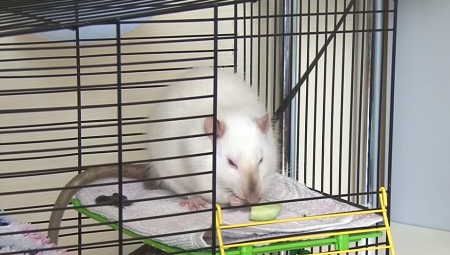 Cages for rats do it yourself: options and step by step instructions