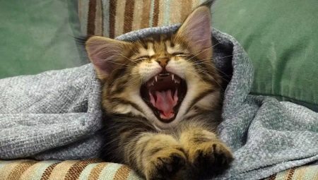 When do kittens change teeth and how does this happen?