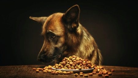 Feed for German shepherds: the types and features of choice
