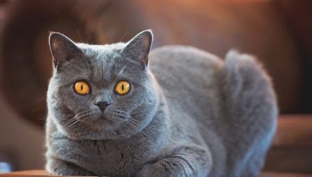 Shorthair cat breeds: types, choices and features of care