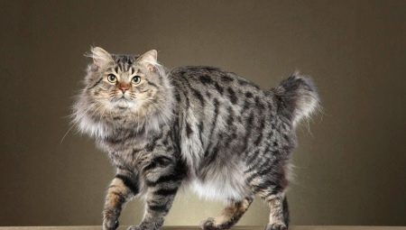 Bobtail cats: characteristics, colors and care