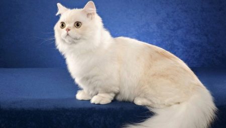 Cats of Napoleon breed: description and features of care