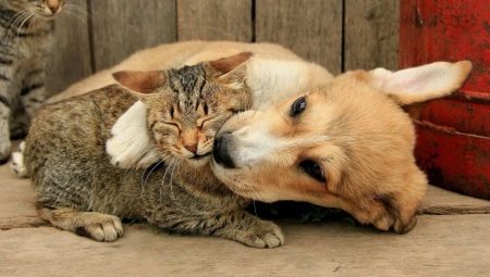 Who is smarter: cats or dogs?