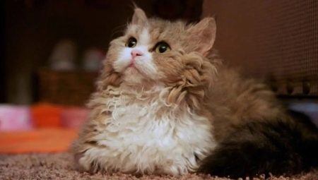 Lambkin: breed description, feeding and care