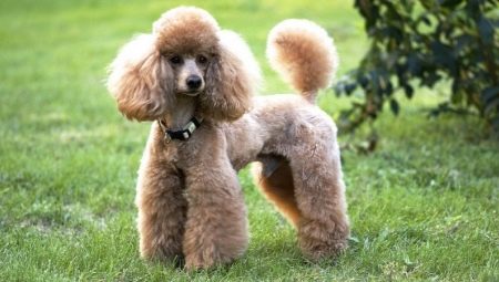 Small poodles: description, color variations, content features