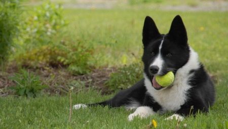 Karelian Bear Dog: breed description and content
