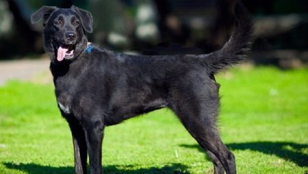 Metis Labrador and Shepherd
