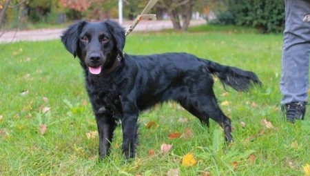 Metis Spaniel: types and features of the content