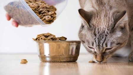Is it possible to give cats dog food?