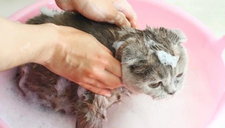 Is it possible to wash the cat with ordinary shampoo and what will happen?