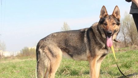 German Shepherd Dogs of Zoned Color: Types and Nuances of Content