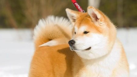 Nuances of education and training of Akita Inu